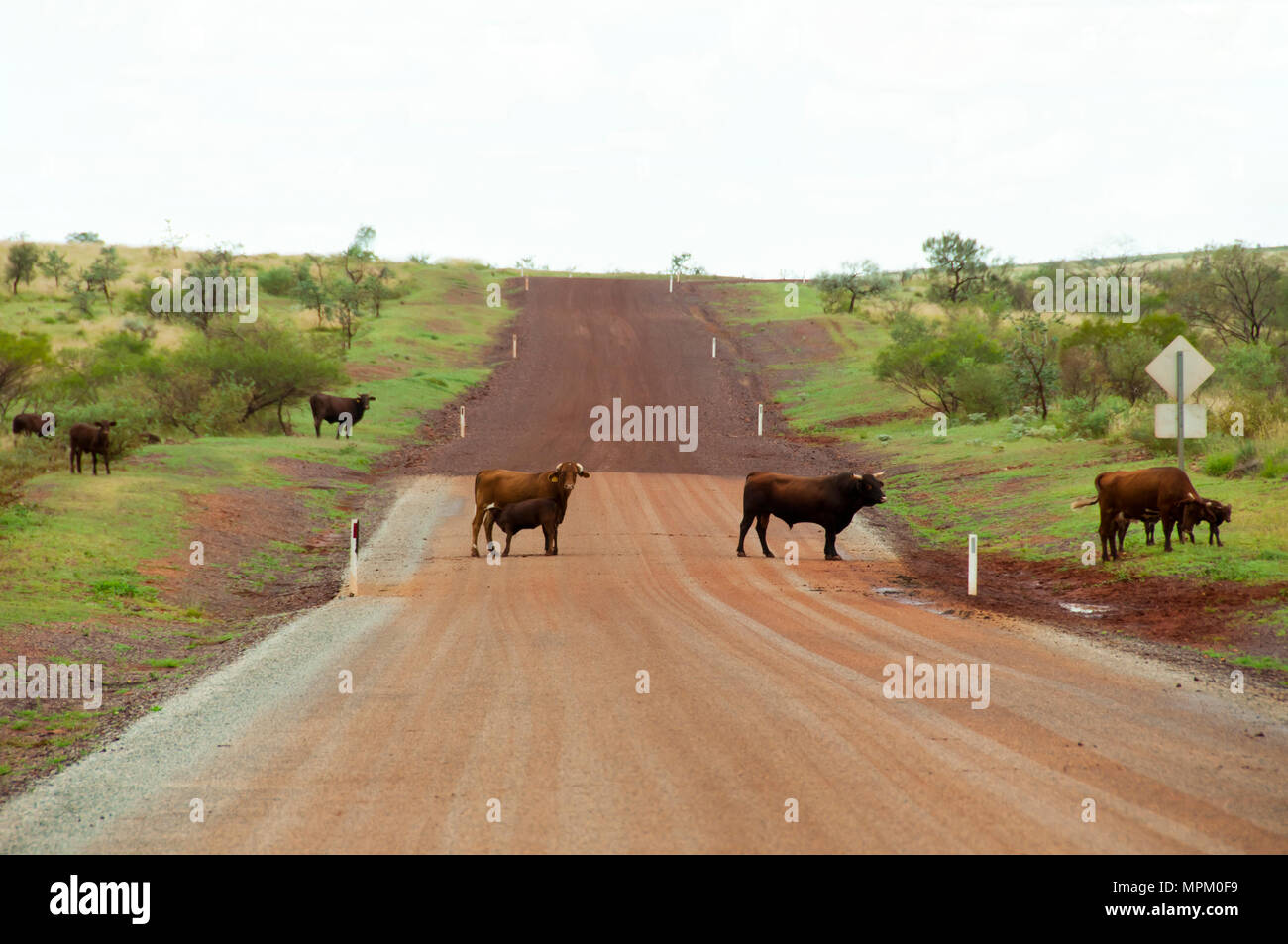 Free Range bestiame australiani Foto Stock