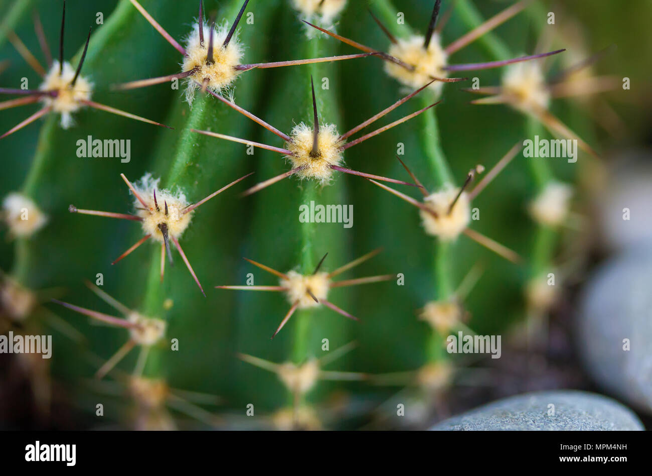 Pungenti con punte sporgenti round home cactus vicino fino Foto Stock