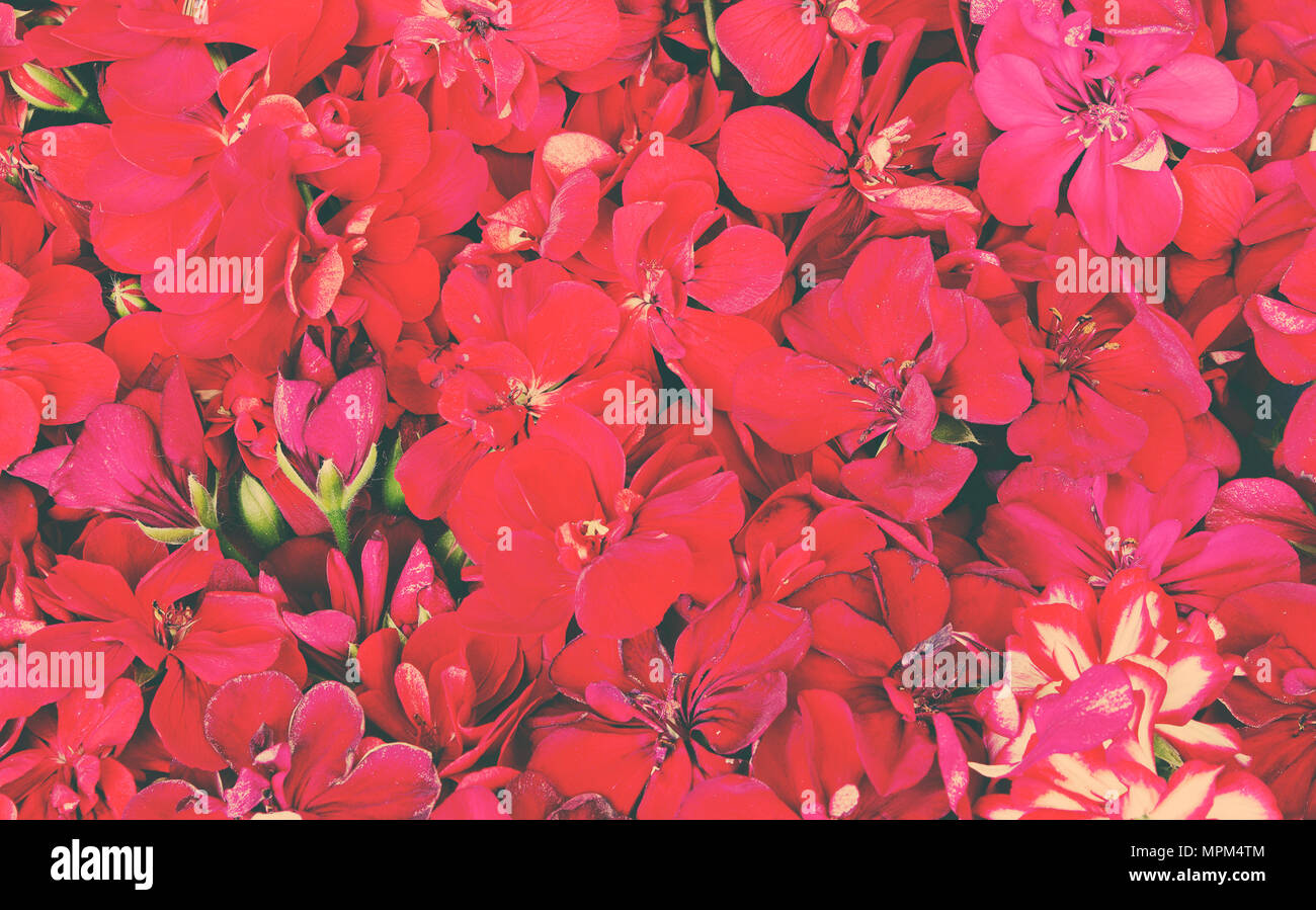 Rosso dei gerani fiori pattern Foto Stock