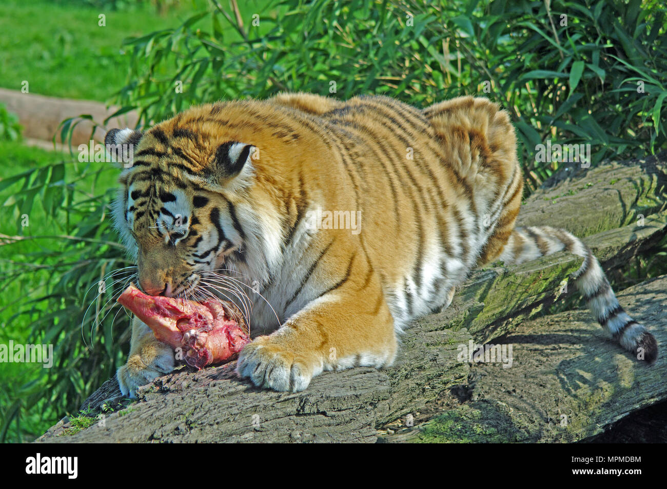 Tigre di Amur, Panthera Tigris Altaica, Russia Orientale, Captive Foto Stock