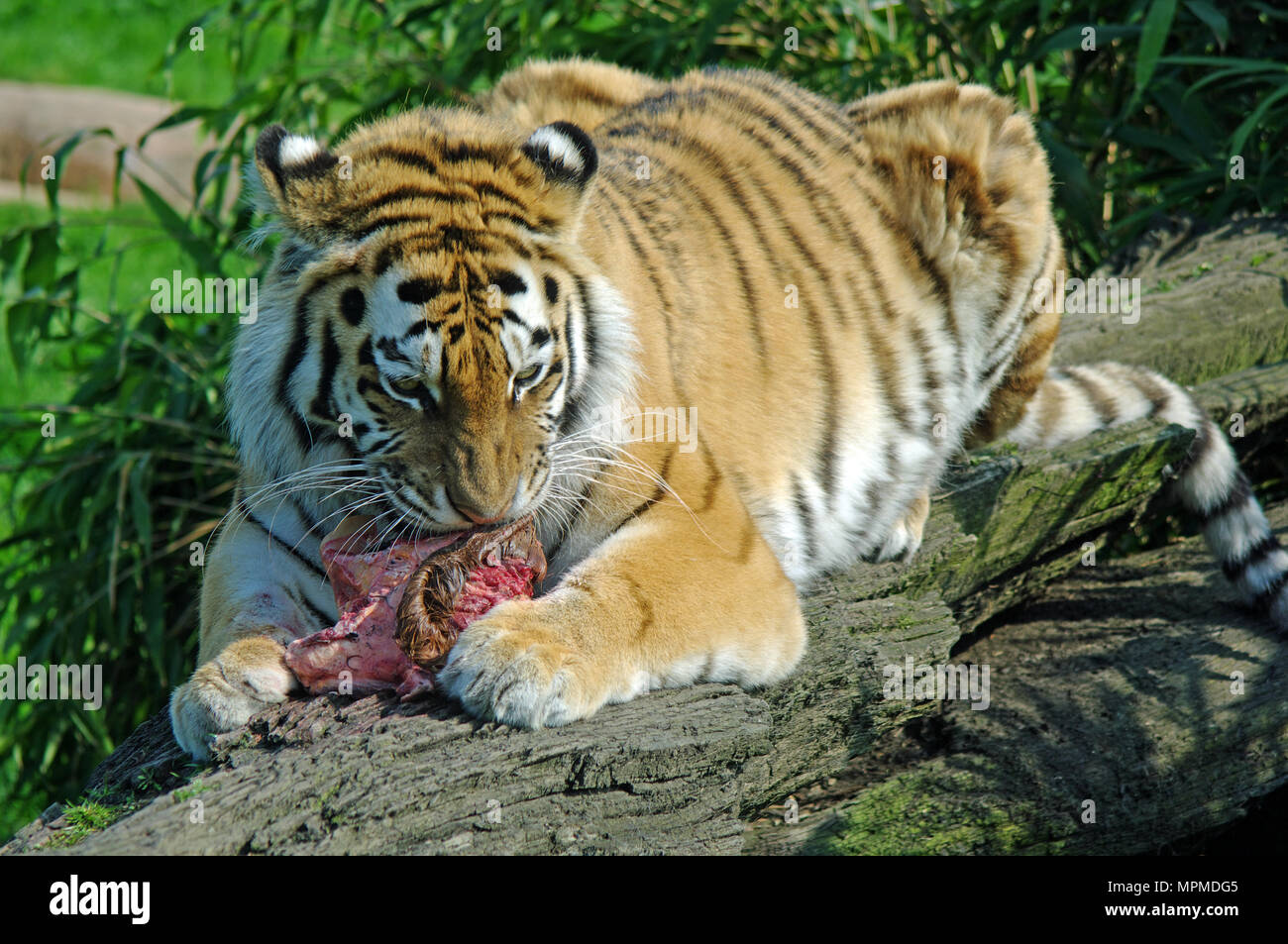 Tigre di Amur, Panthera Tigris Altaica, Russia Orientale, Captive Foto Stock