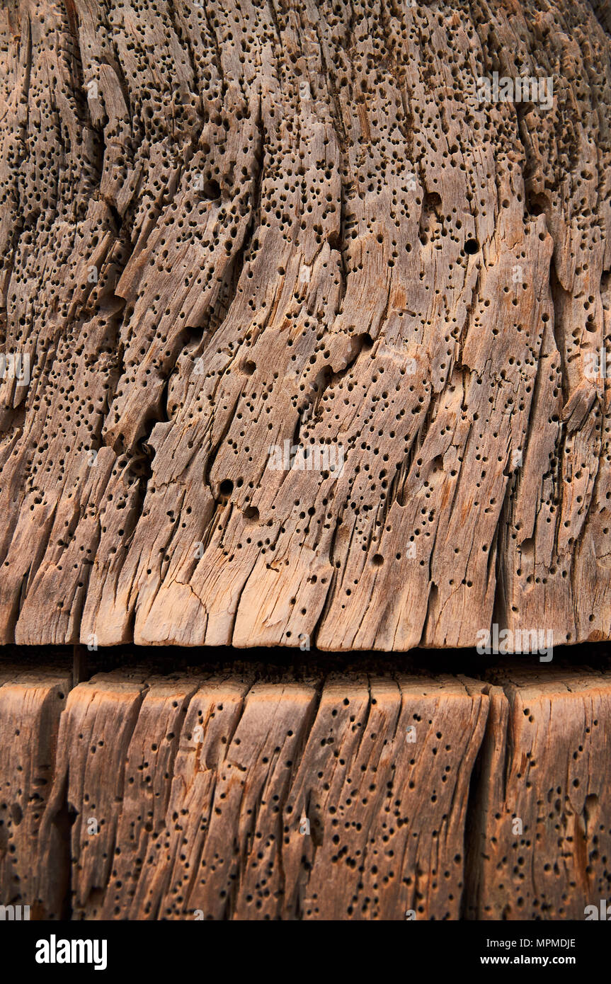 Abstract texture di legno di un bacino a secco con un taglio e pieno di tarli fori a Caló d'en Trull in Formentera (Isole Baleari, Spagna). Concettuale. Foto Stock