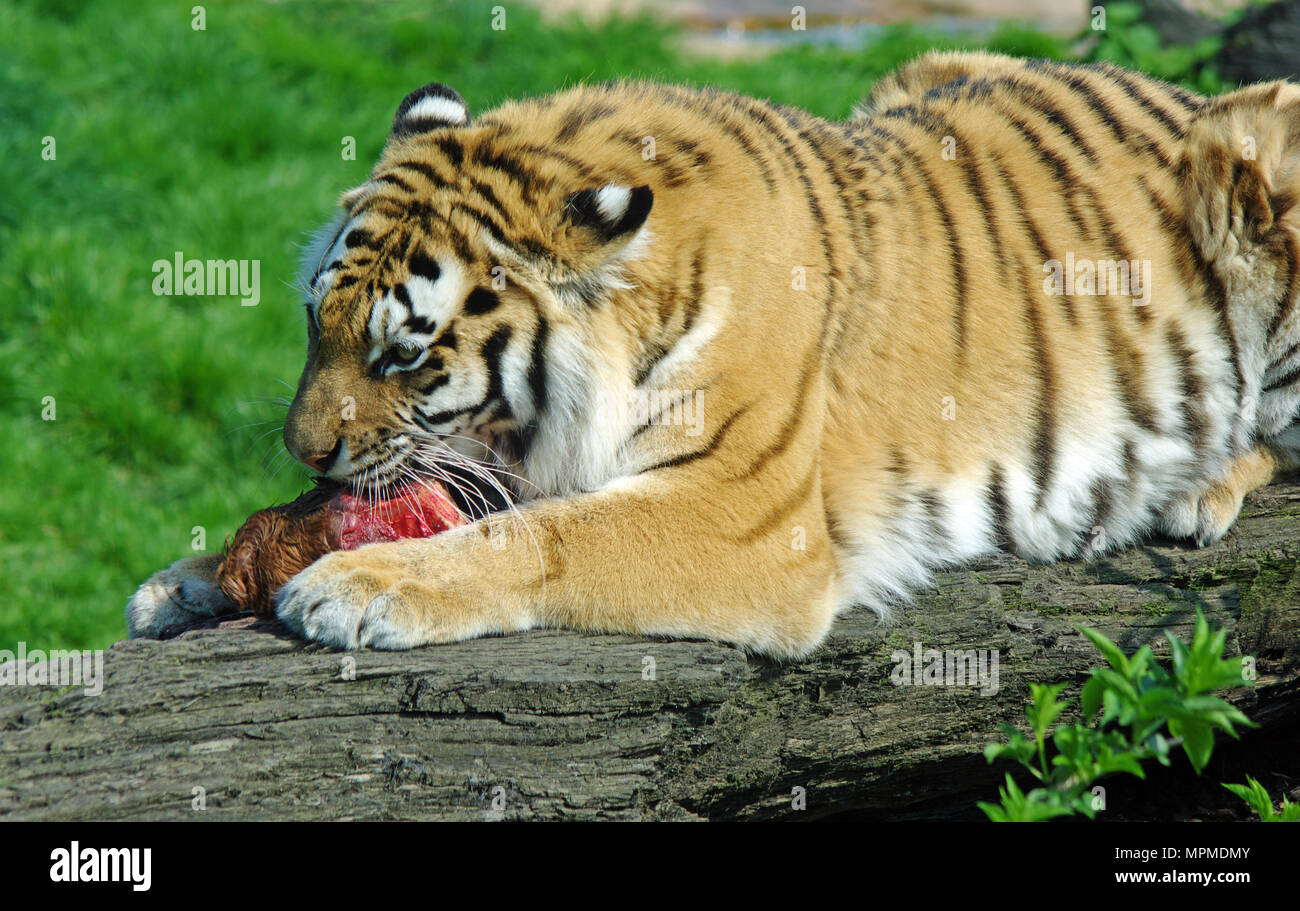 Tigre di Amur, Panthera Tigris Altaica, Russia Orientale captive Foto Stock