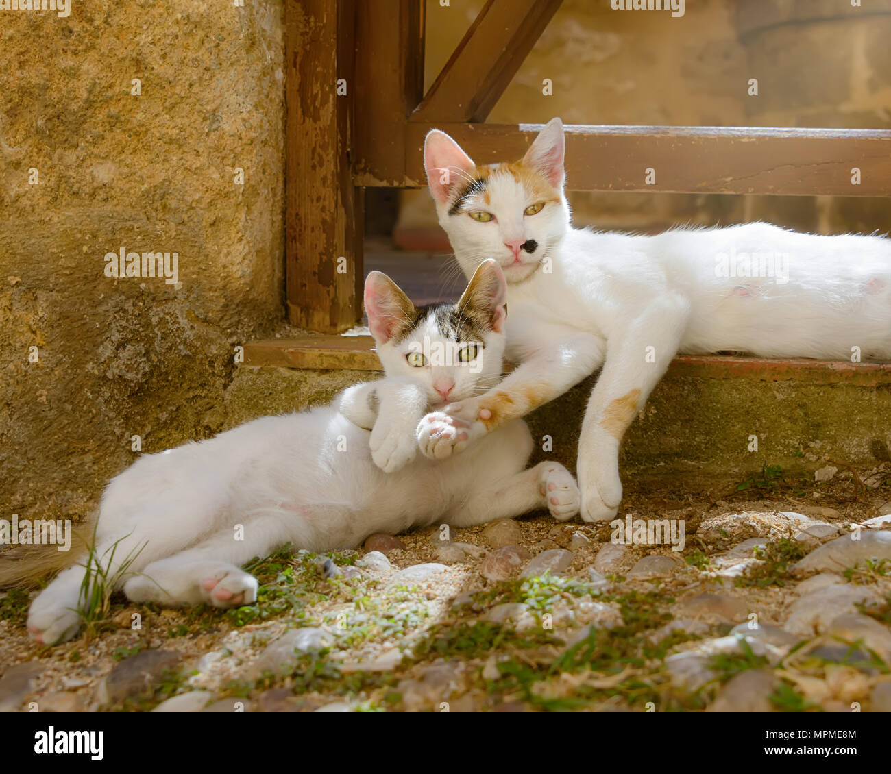 Due gatti carino, bianco con tricolore tabby patch, cucciolo e sua madre affiancati in un vicolo, isola greca di Rodi, Dodecanneso, Grecia Foto Stock