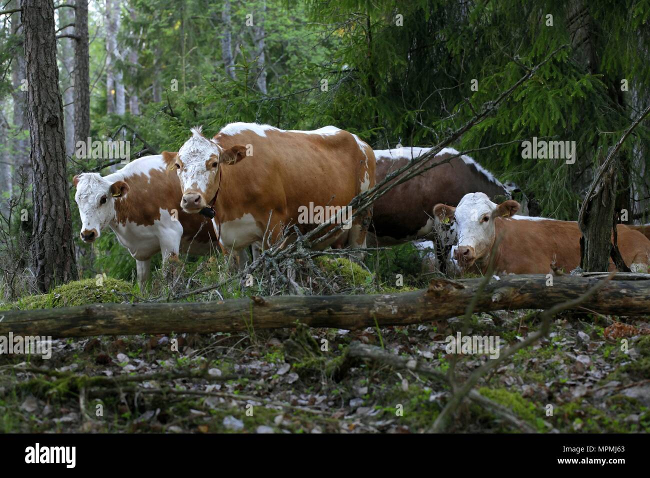 Libera compreso il pascolo di bestiame su un pascolo di foresta in Finlandia Foto Stock