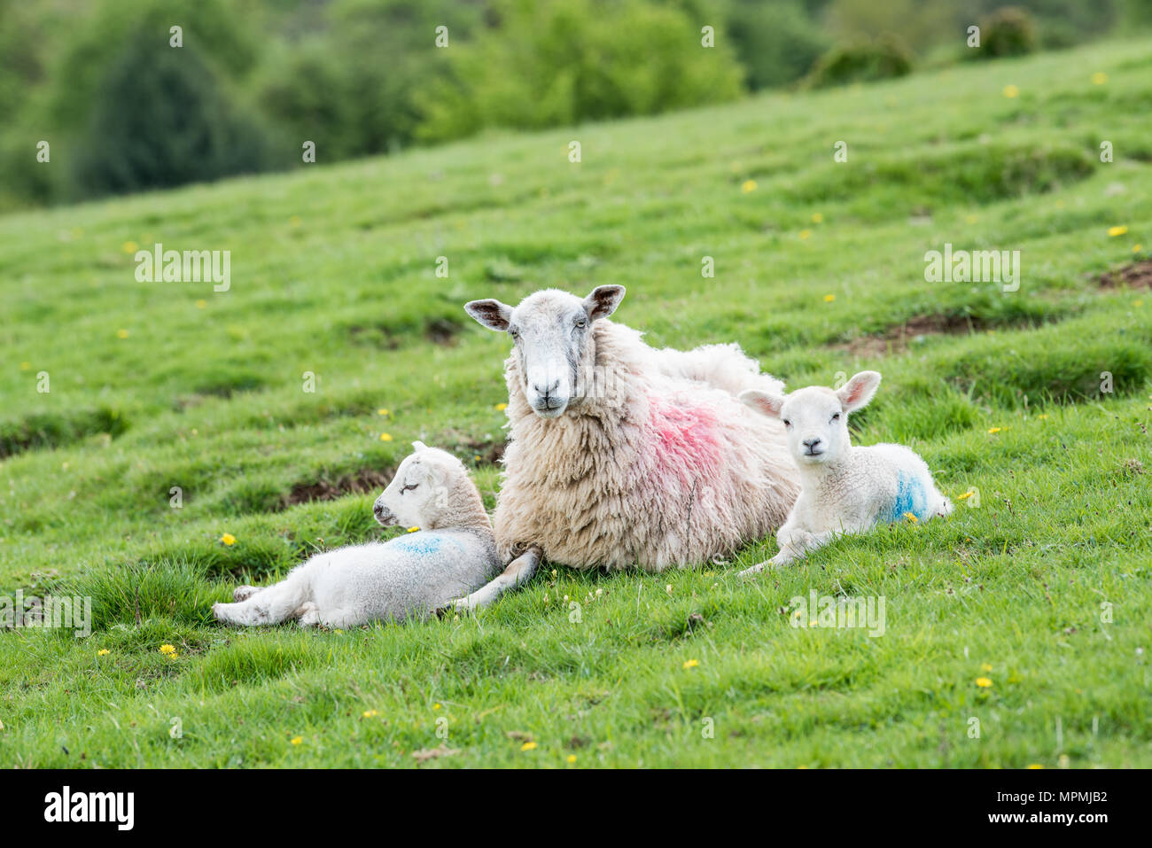 Una madre pecora e i suoi due prole di agnello resto vegliando su un prato campo nel parco nazionale di Peak District, Staffordshire, Inghilterra. Foto Stock