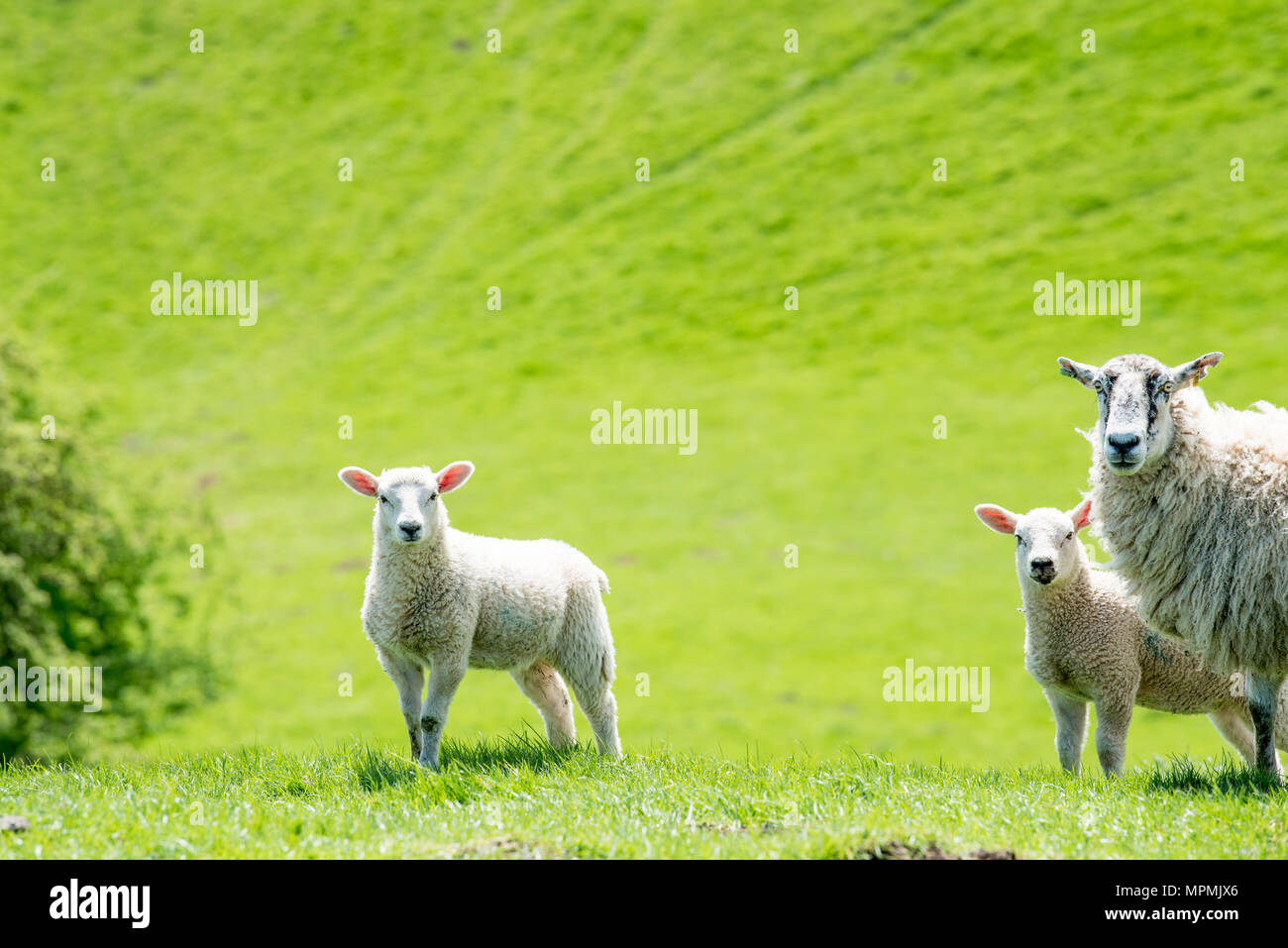 Una madre pecora e i suoi due prole di agnello stand vigilmente su un prato campo nel parco nazionale di Peak District, Staffordshire, Inghilterra. Foto Stock