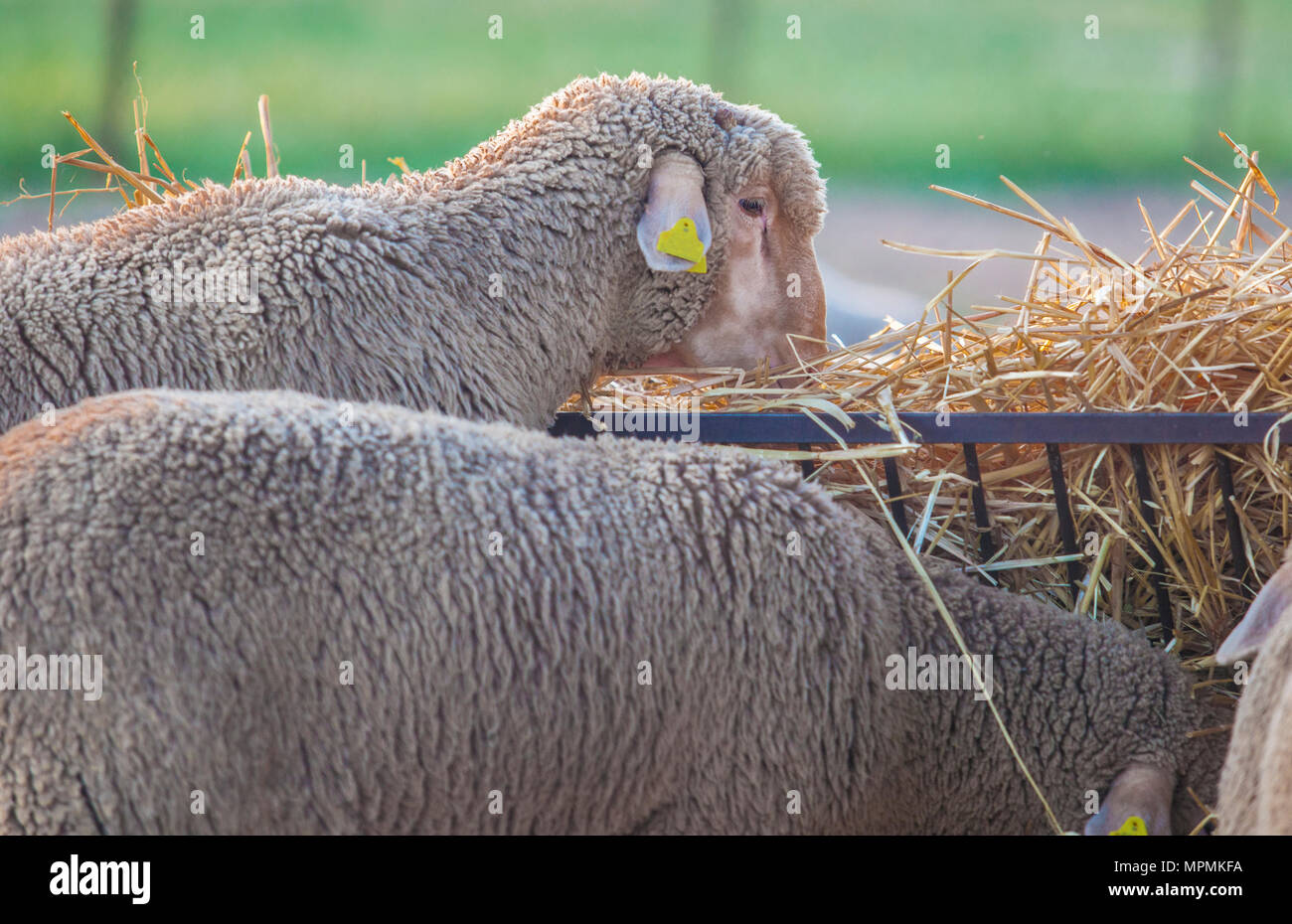 Merino di pura razza le pecore mangiano foraggi, Estremadura, Spagna. Primo piano al tramonto Foto Stock