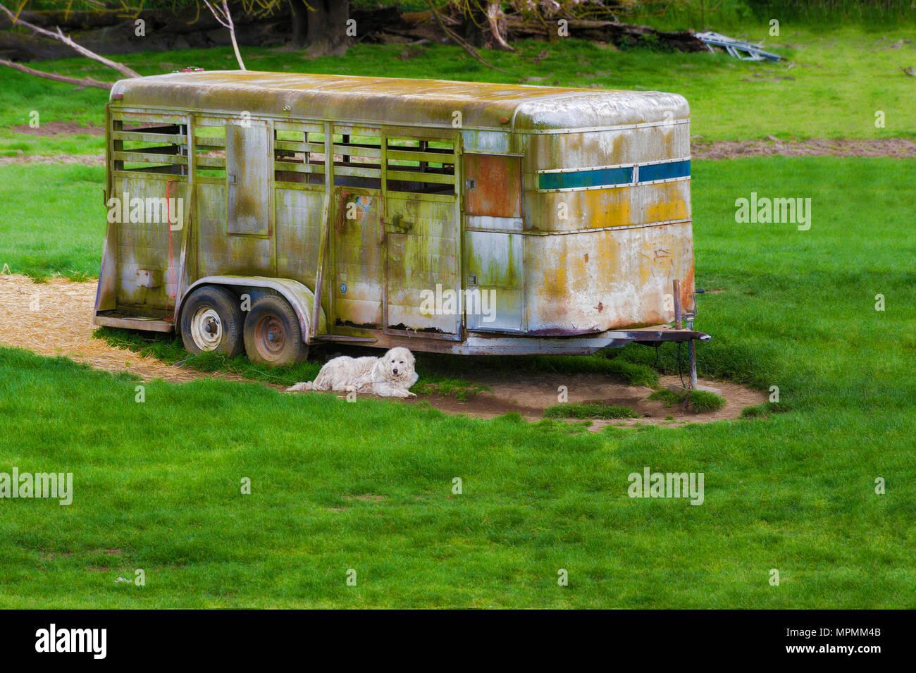 Un cane bianco pone accanto a un abbandonato arrugginimento horse trailer in un pascolo. Foto Stock