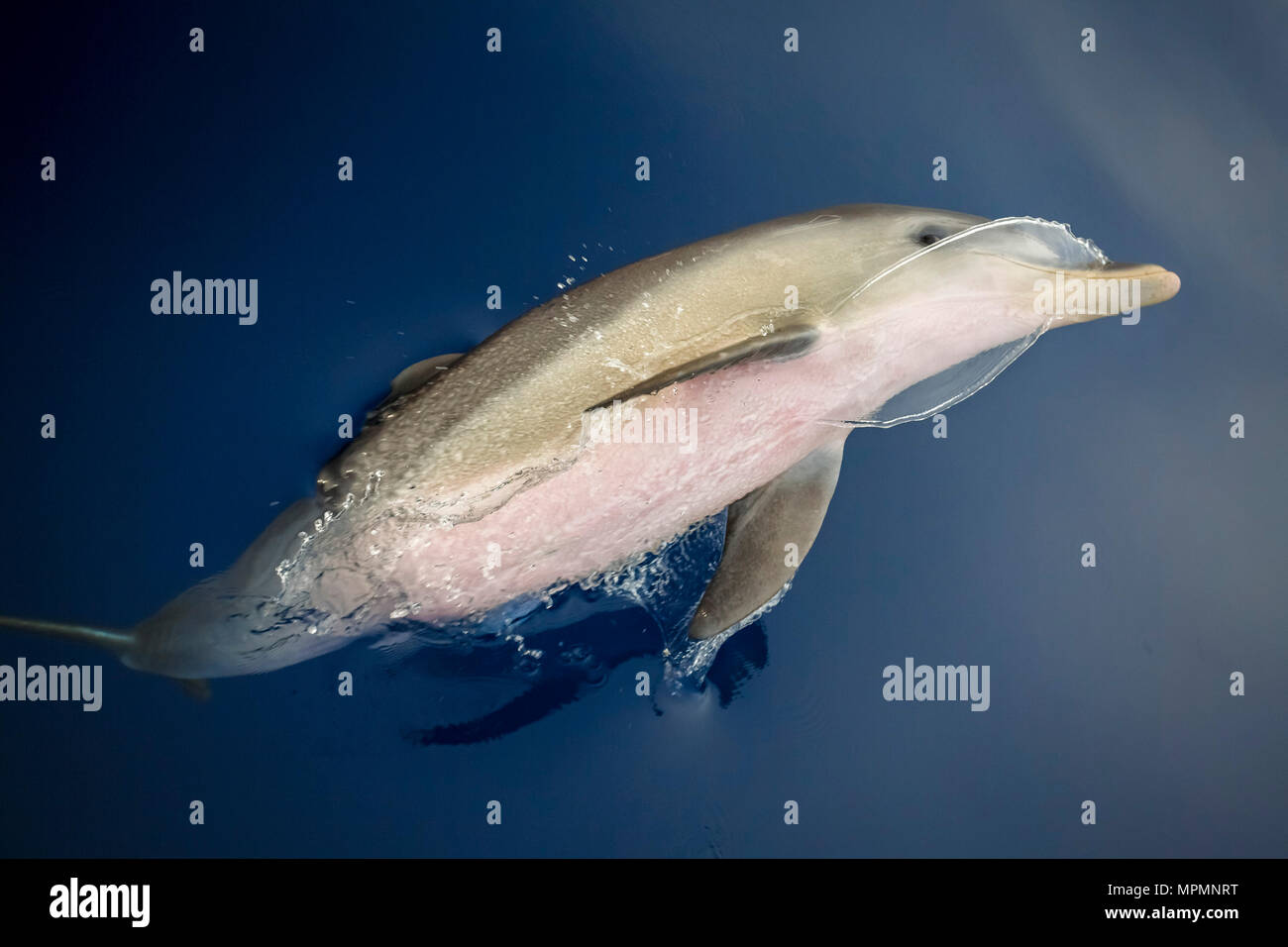 Indo-pacifico delfino maggiore, Tursiops aduncus, bow-equitazione, Chichi-jima, Bonin Isole Isole Ogasawara, Giappone, Oceano Pacifico Foto Stock
