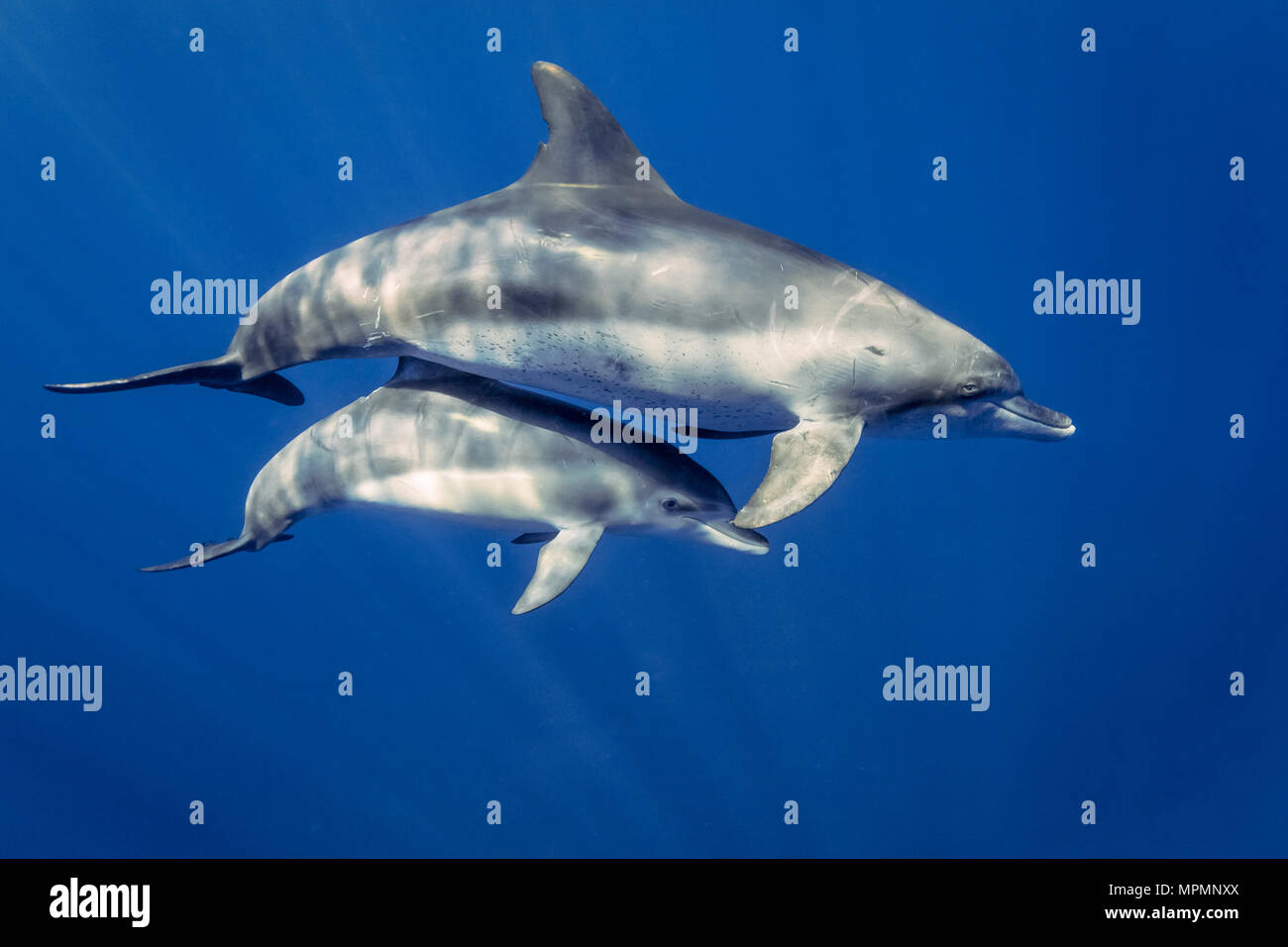 Indo-pacifico delfino maggiore, Tursiops aduncus, Chichi-jima, Bonin Isole Isole Ogasawara, Giappone, Oceano Pacifico Foto Stock