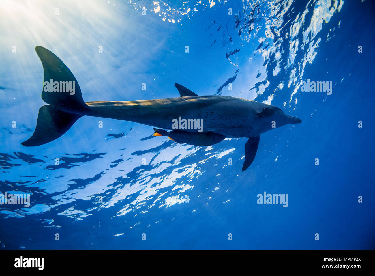 Indo-pacifico delfino maggiore, Tursiops aduncus, Chichi-jima, Bonin Isole Isole Ogasawara, Giappone, Oceano Pacifico Foto Stock