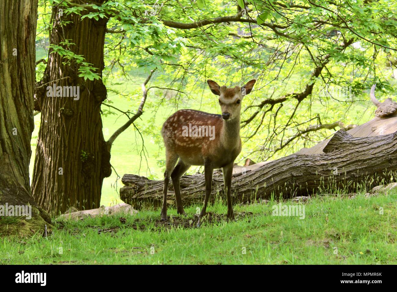 Un permanente di cervi nei boschi Foto Stock