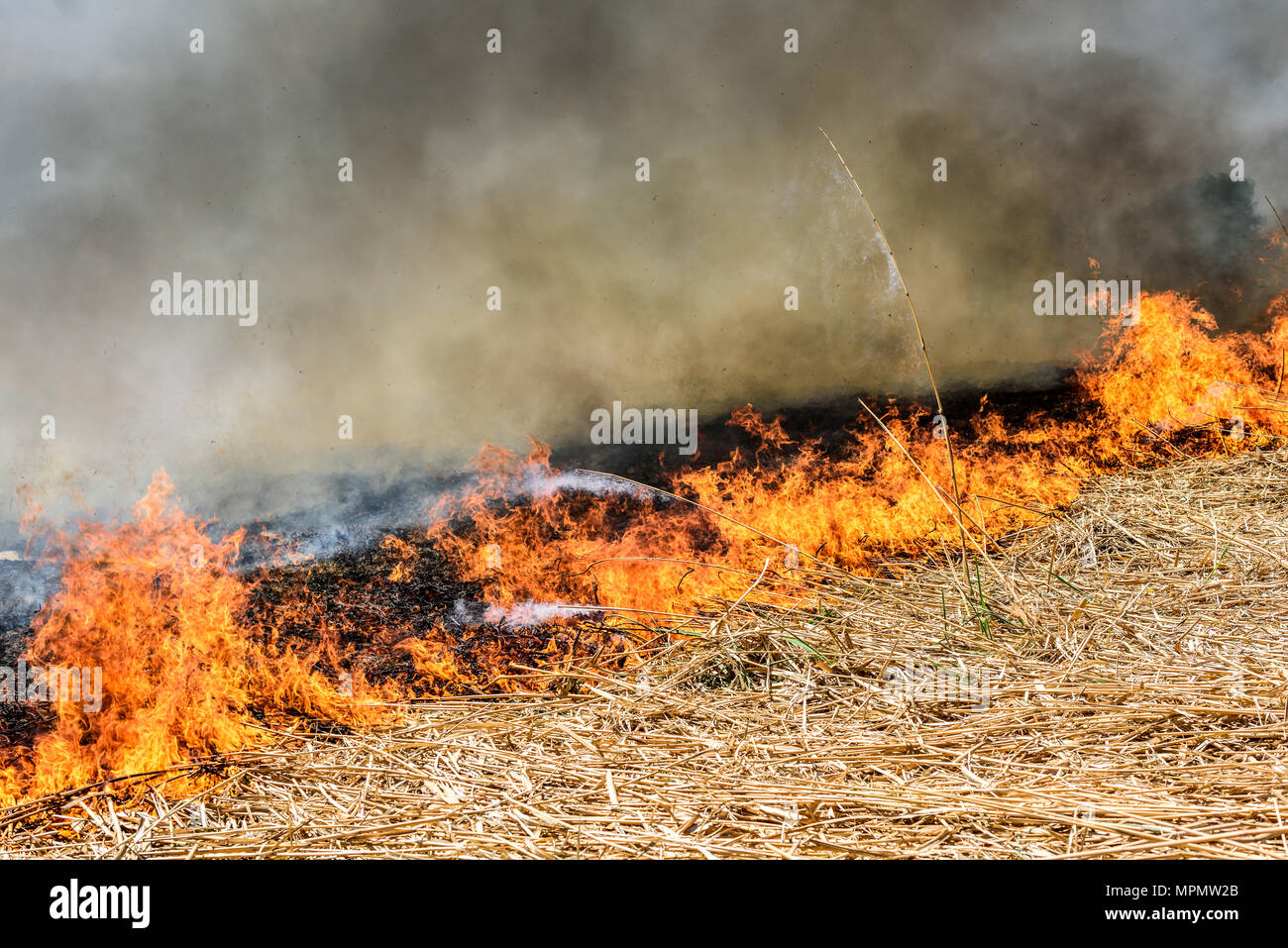 Masterizzazione di campo agricolo, fumo inquinamento. Immagine del globale e la loro calamità naturale rischio. Foto Stock