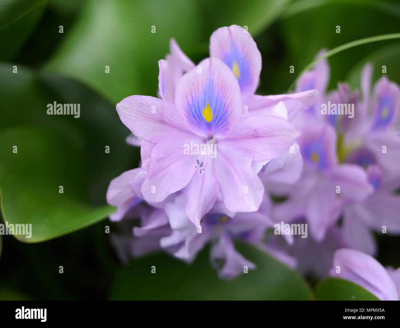 Bella close up viola comune giacinto di acqua con curva e la sfocatura foglie verdi Foto Stock