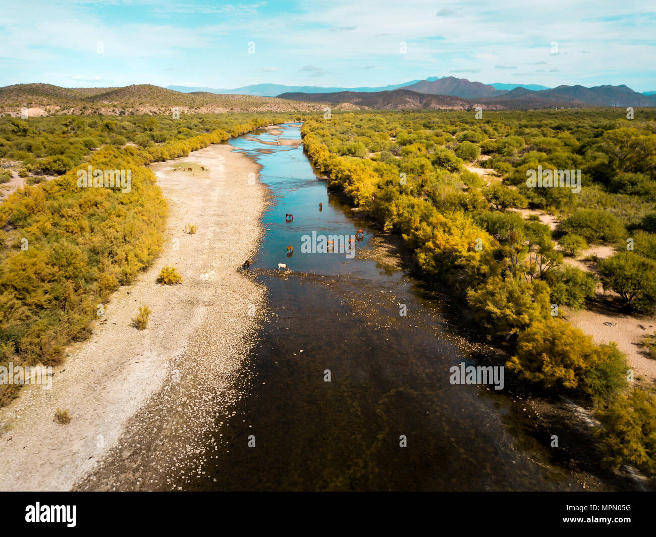 Cavalli selvaggi di acqua potabile e di pascolare nel fiume foto aerea Foto Stock