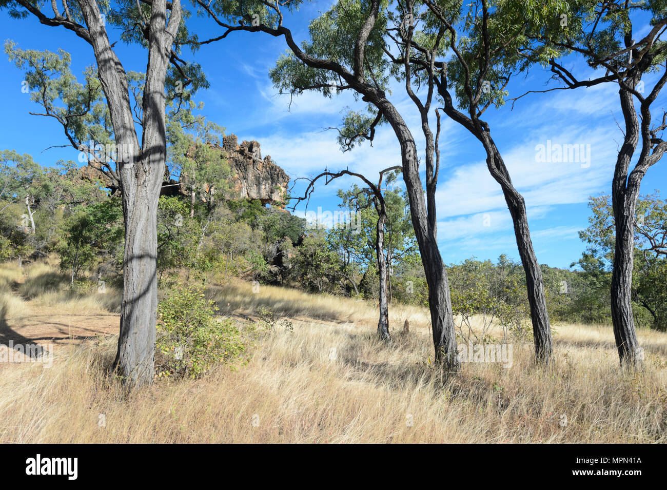 Vista panoramica del bosco aperto a Chillagoe-Mungana Grotte Parco Nazionale del Nord del Queensland, FNQ, QLD, Australia Foto Stock