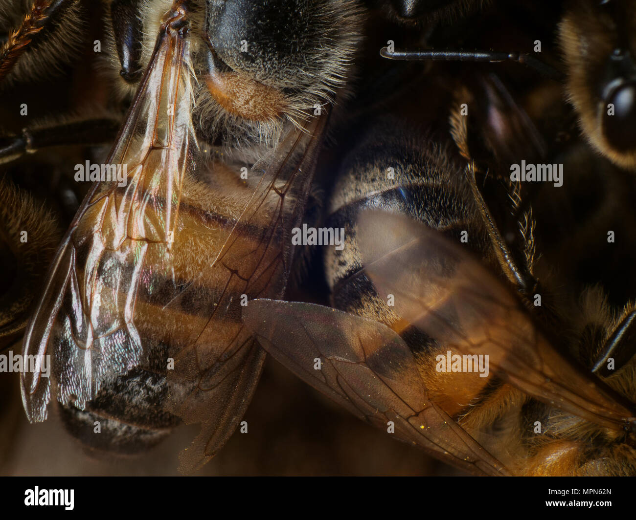 Unione di api mellifere sull'alveare ingresso (Apis mellifera) Foto Stock