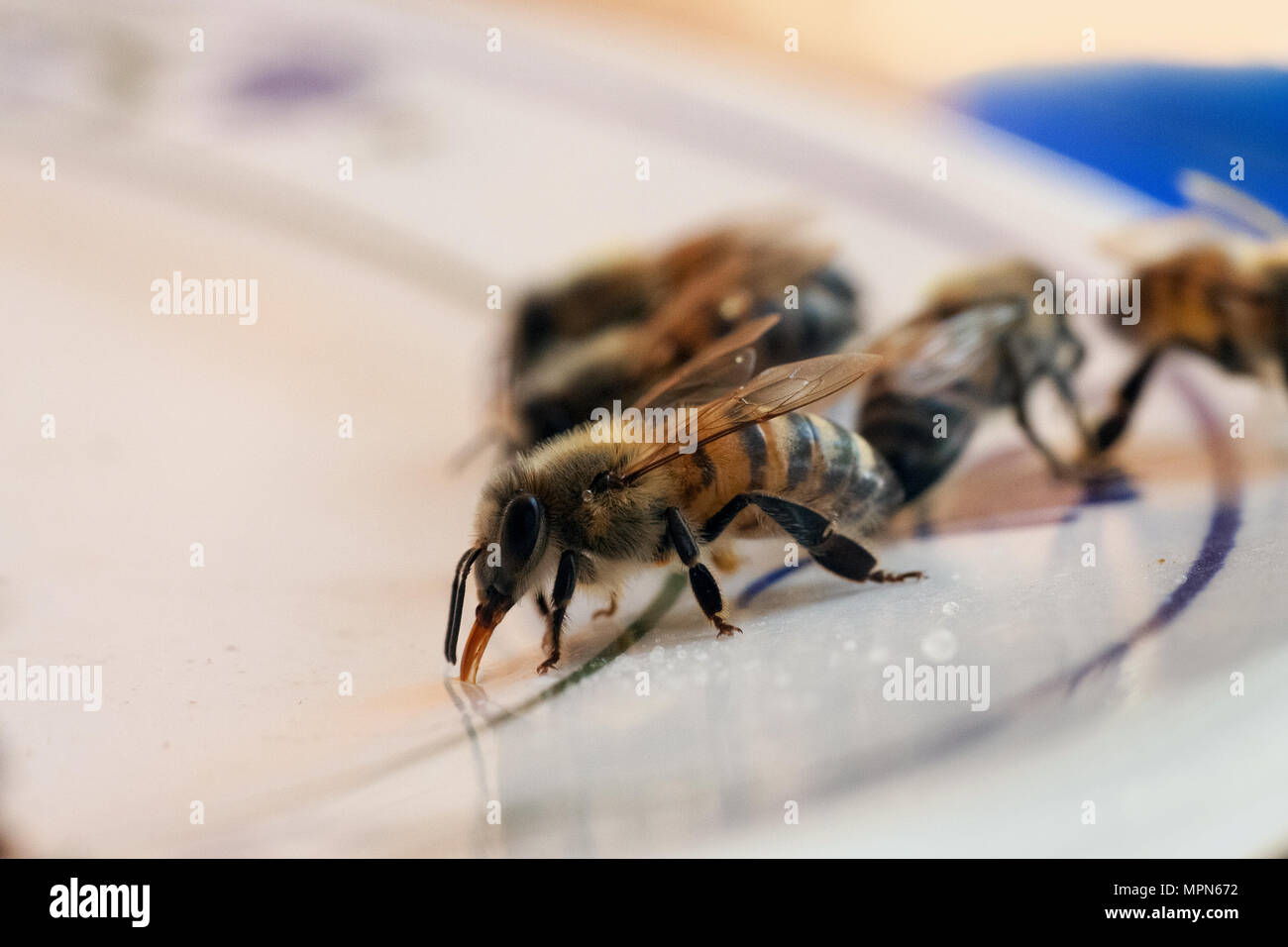Unione di api mellifere acqua potabile da una piastra di porcellana Foto Stock