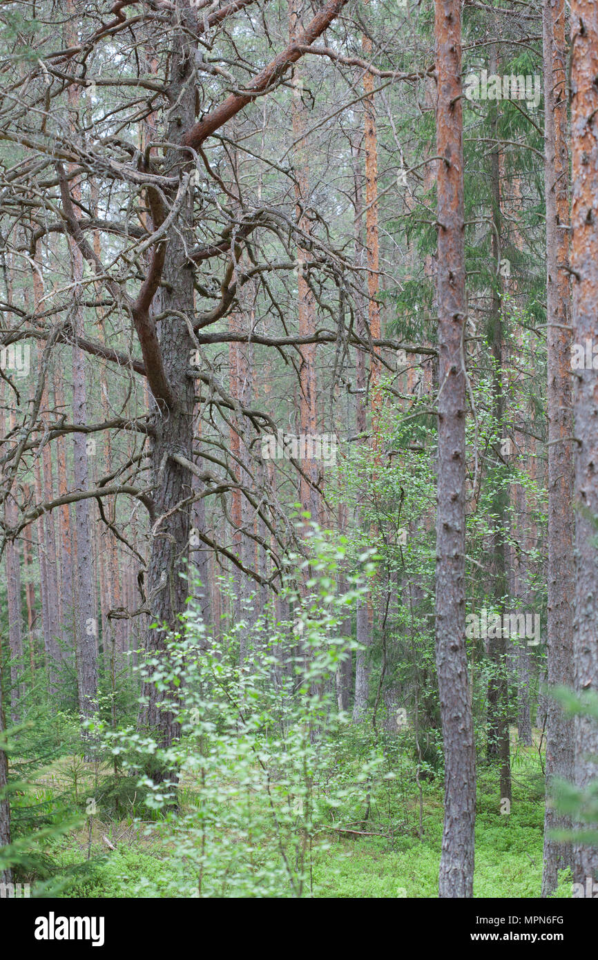 Pino antico nella foresta sulla penisola Kurgalsky Foto Stock