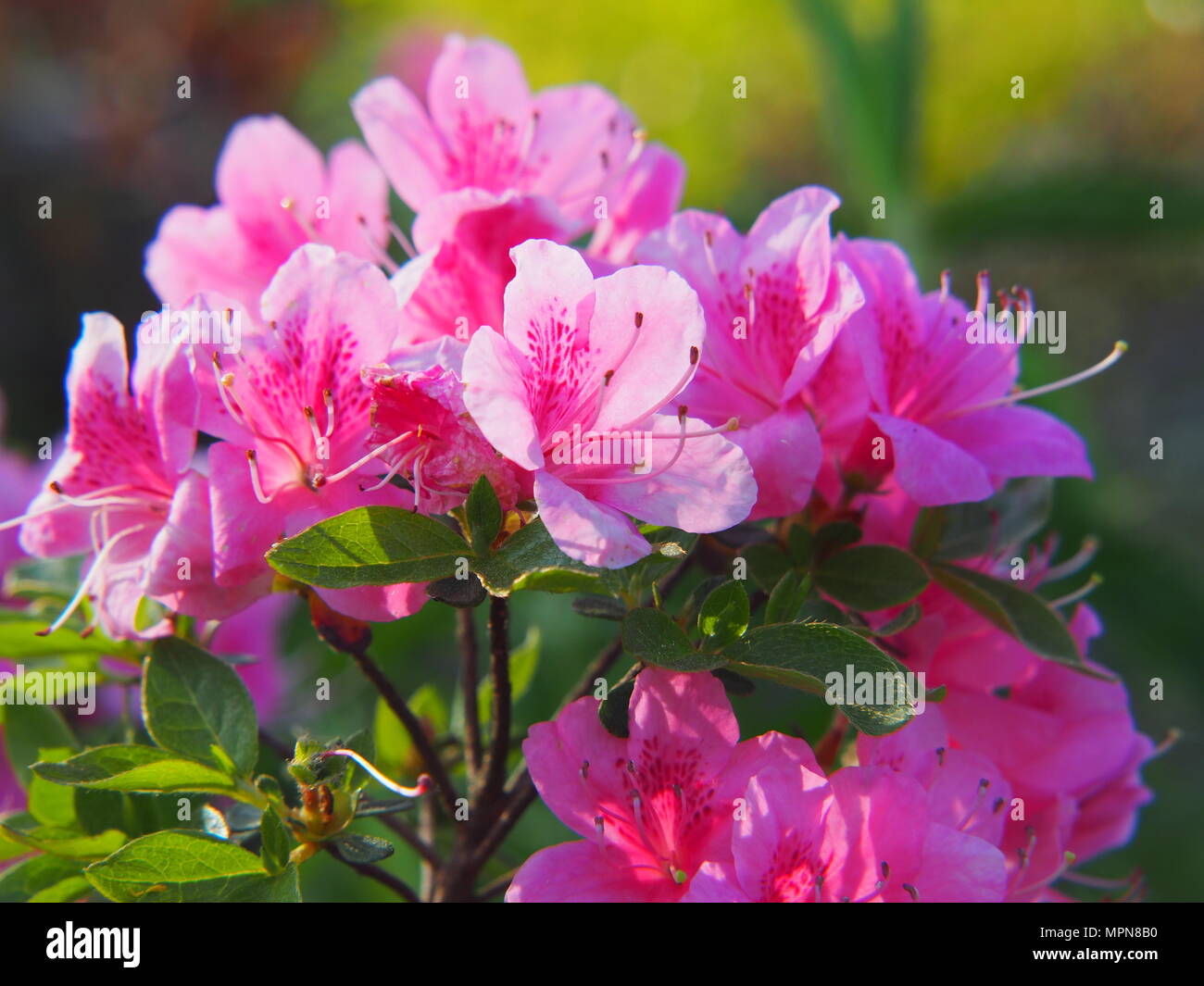 Di un bel colore rosa - Azalea rododendro in fiore nel giardino Foto Stock