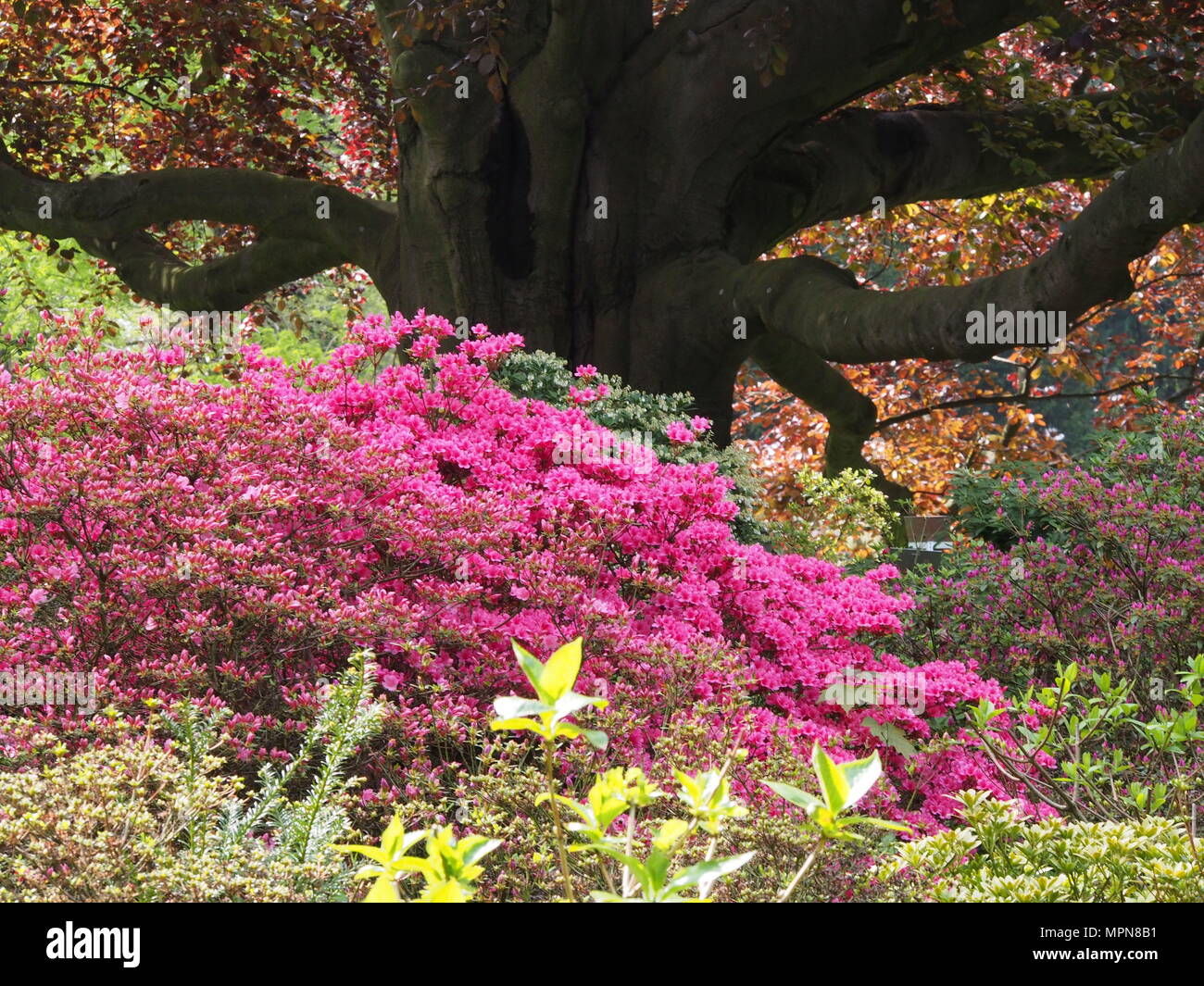 Di un bel colore rosa - Azalea rododendro in fiore nel giardino Foto Stock