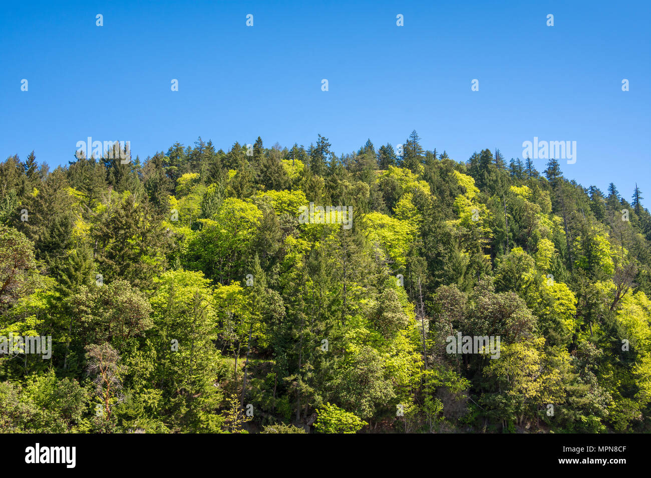 Bosco misto di pino e acero - Denman Island, BC, Canada. Foto Stock