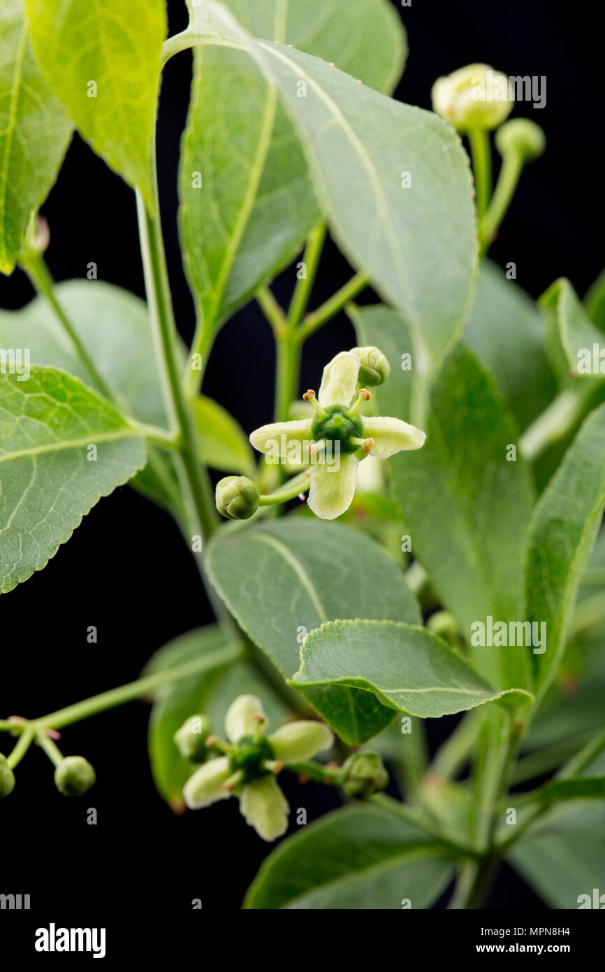 Fiori e boccioli di albero di mandrino, Euonymus europaeus fotografato in un monolocale. Nord Inghilterra Dorset Regno Unito GB Foto Stock