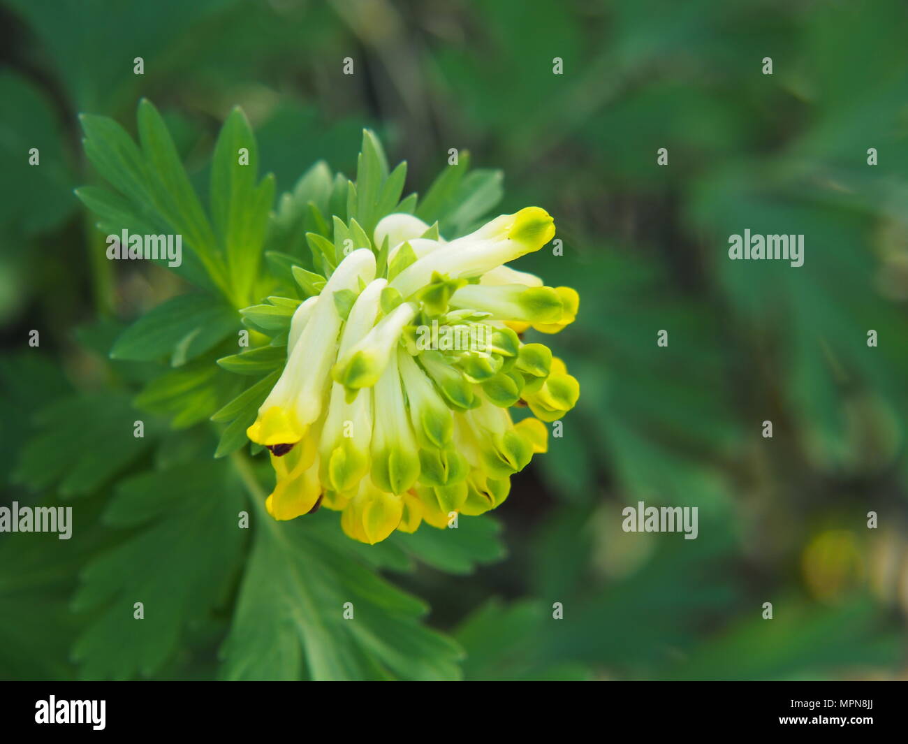 Corydalis nobilis – corydalis siberiano in fiore, perenne primaverile con fiori gialli pallidi, elegante fogliame, perfetto per i giardini boschivi Foto Stock