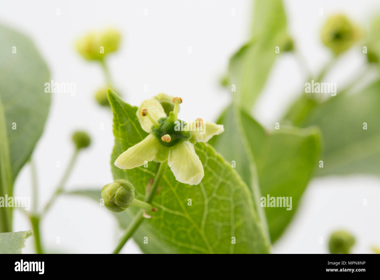 Fiori e boccioli di albero di mandrino, Euonymus europaeus fotografato in un monolocale. Nord Inghilterra Dorset Regno Unito GB Foto Stock