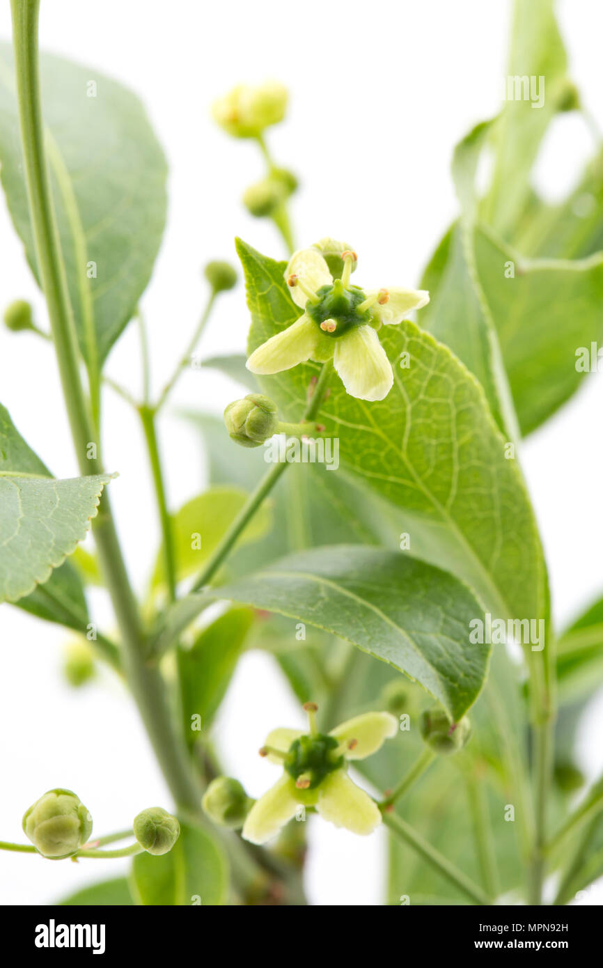 Fiori e boccioli di albero di mandrino, Euonymus europaeus fotografato in un monolocale. Nord Inghilterra Dorset Regno Unito GB Foto Stock