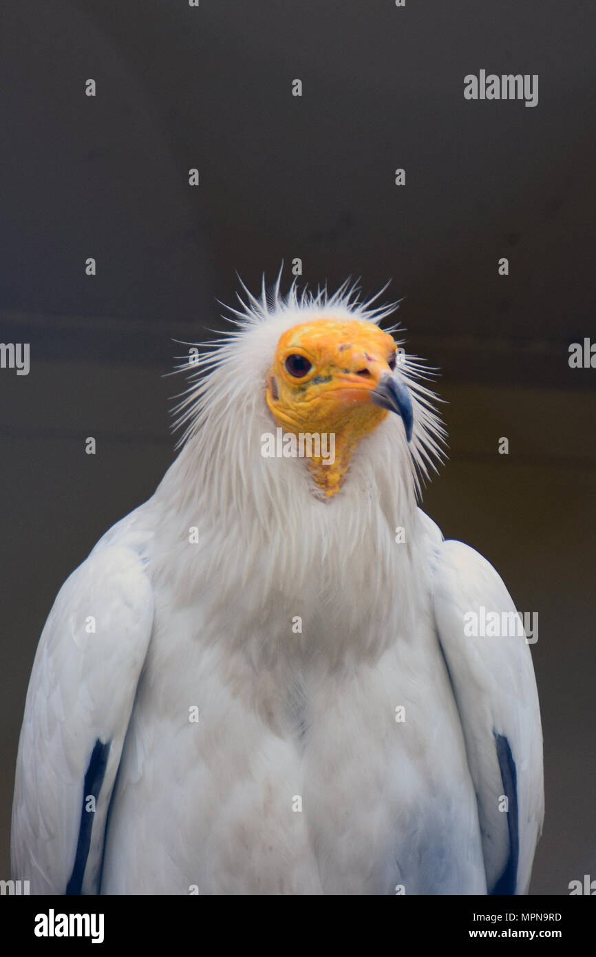 Avvoltoio capovaccaio (Neophron percnopterus), chiamato anche il bianco avvoltoio scavenger o faraone pollo. Foto Stock