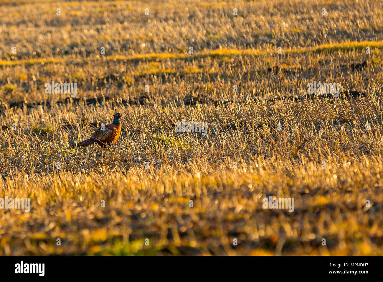 Un fagiano maschio in un cornfield ritagliate in Wentworth, South Yorkshire. Foto Stock