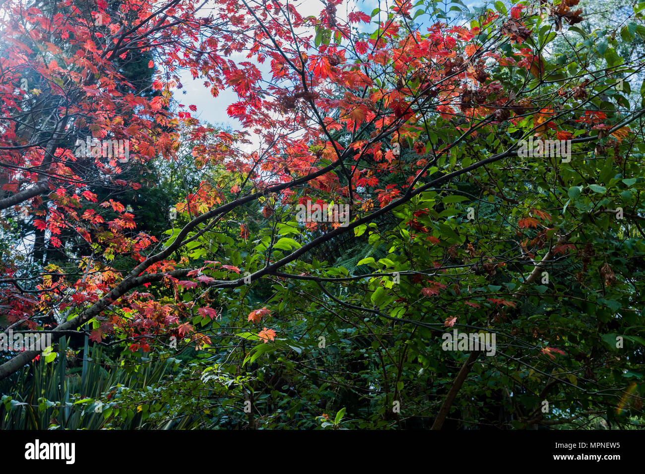 I colori autunnali sul Monte Dandenong Foto Stock