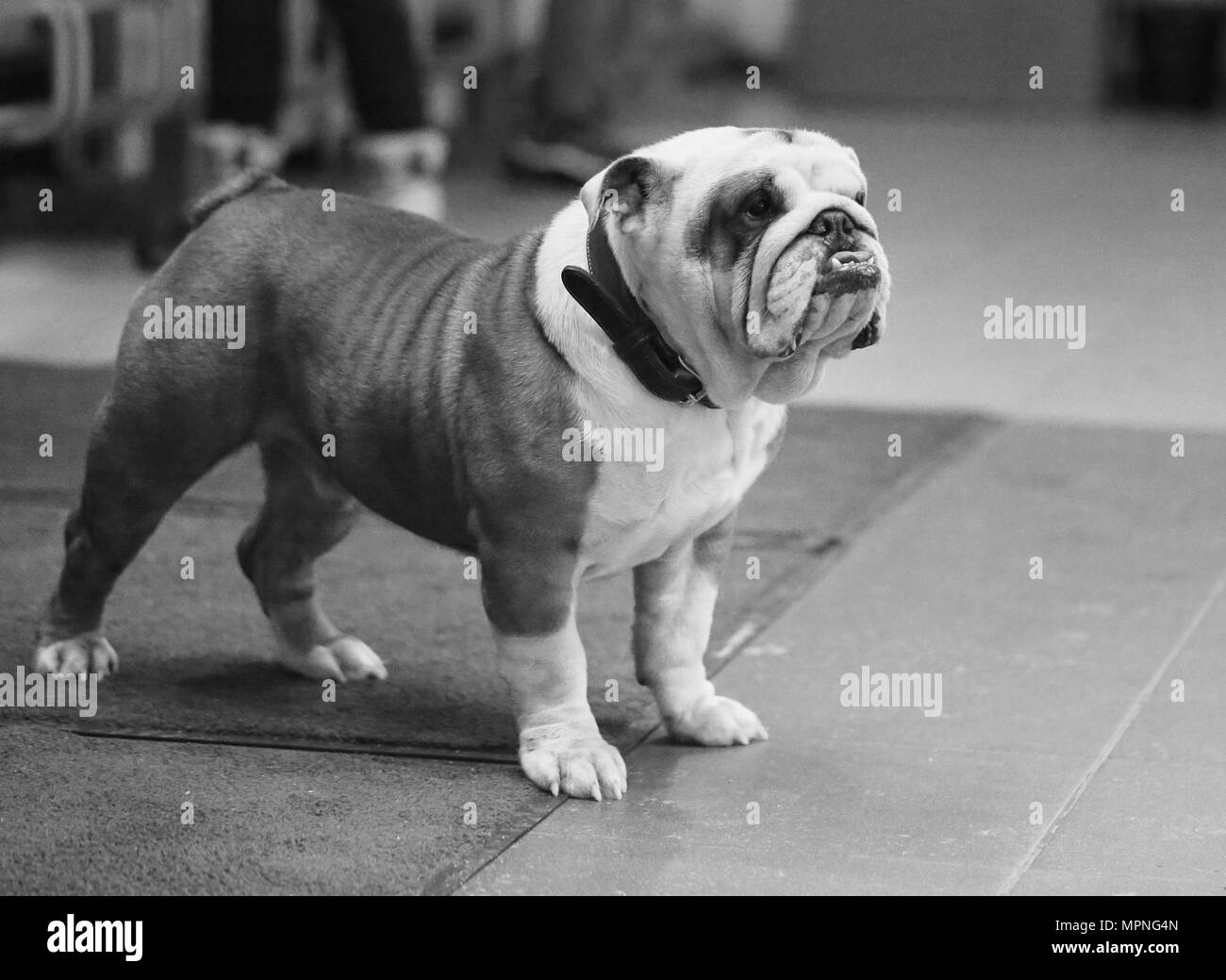 Macro foto divertente cane bulldog all'interno Foto Stock