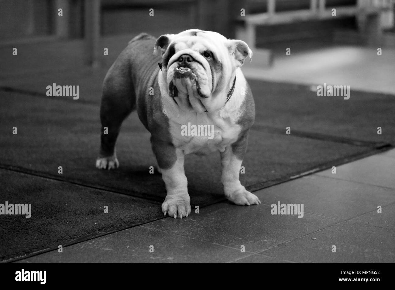 Macro foto divertente cane bulldog all'interno Foto Stock