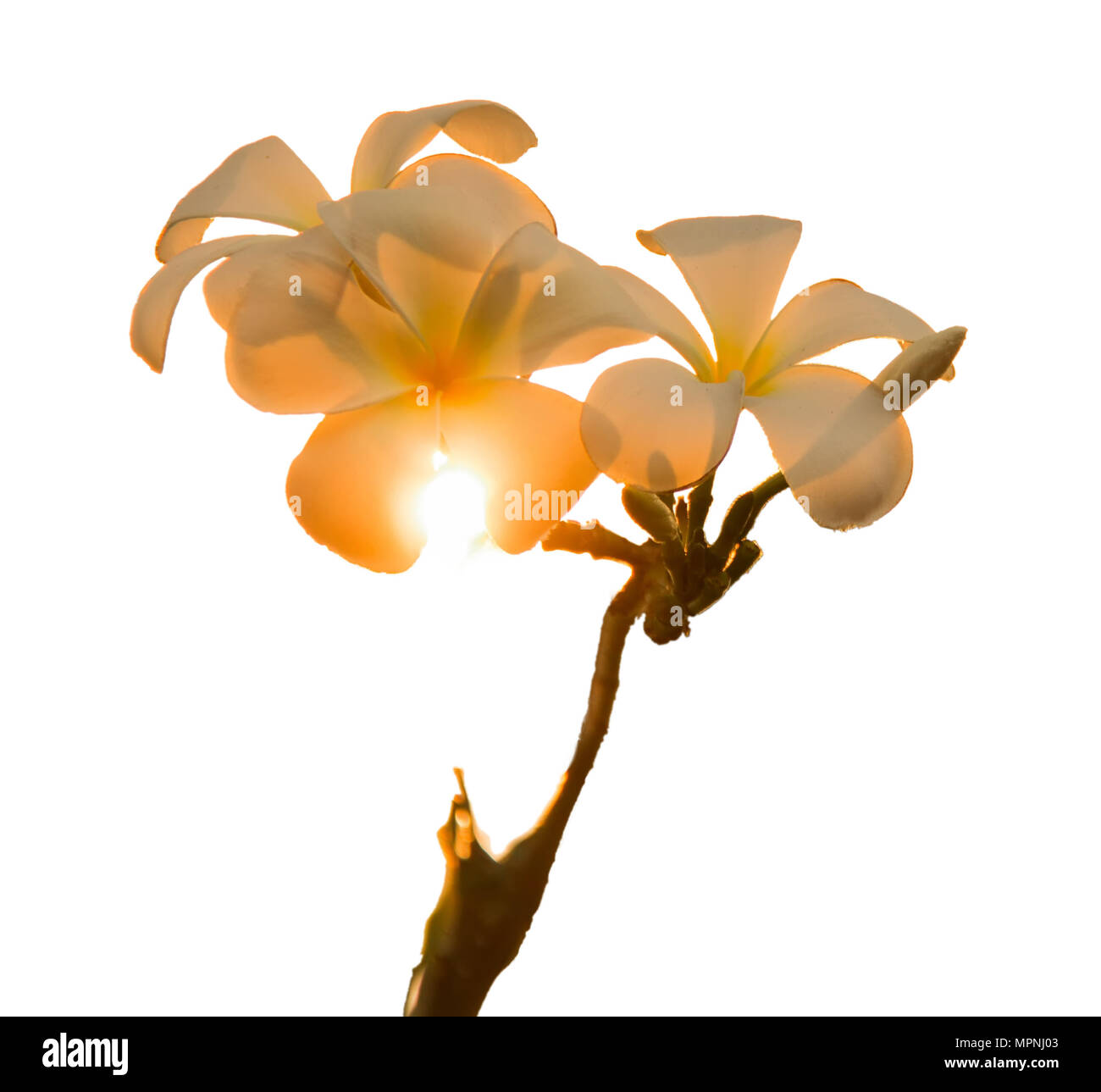 Plumeria frangipani bianco fiori sono esposte alla luce solare, di colore arancione modifiche. su sfondo bianco. Isolato. Foto Stock