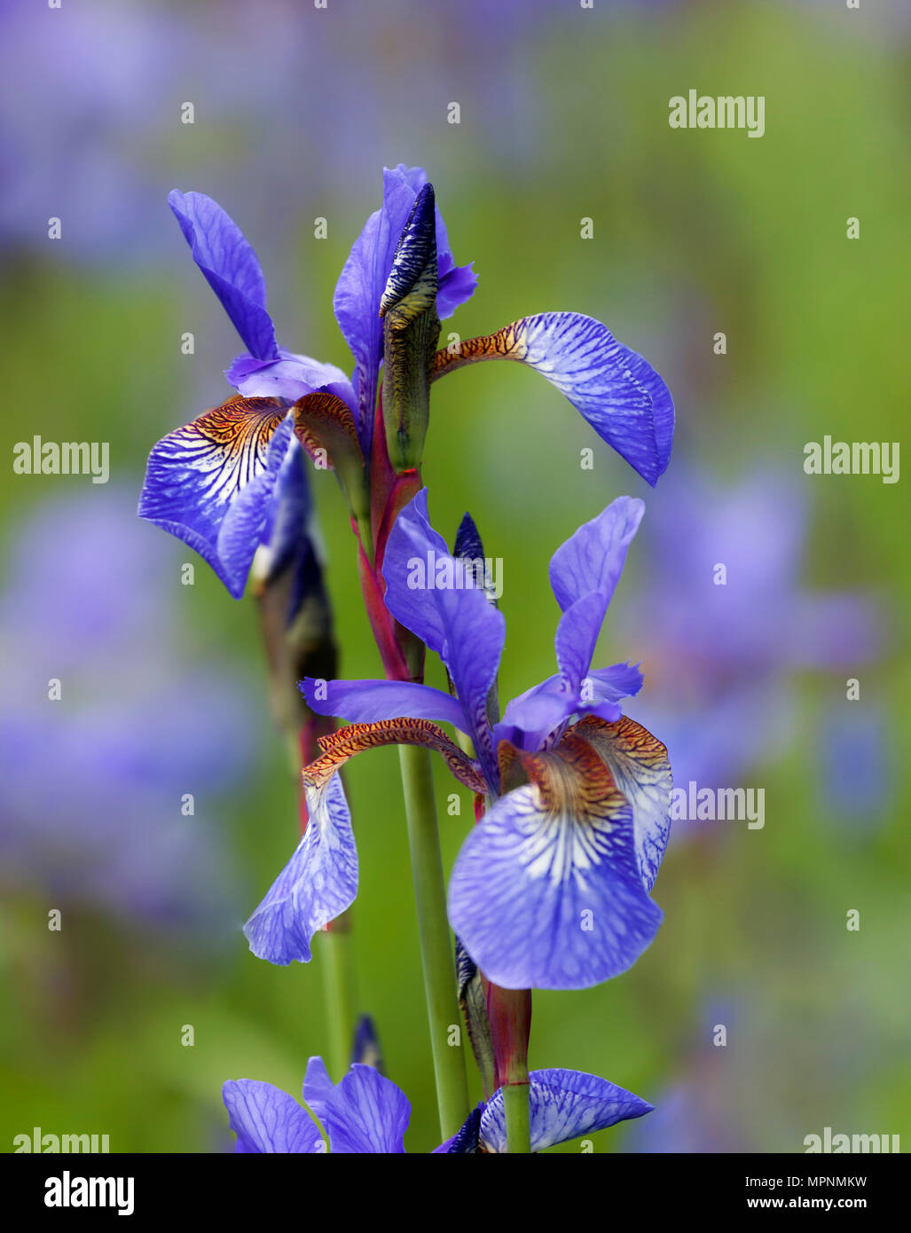 Iris blu Foto Stock