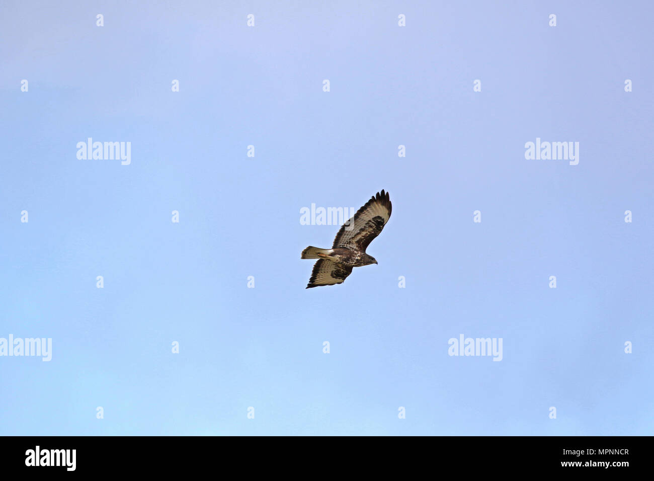 Comune poiana o Buteo buteo o poiana raptor soaring in volo in Italia Foto Stock