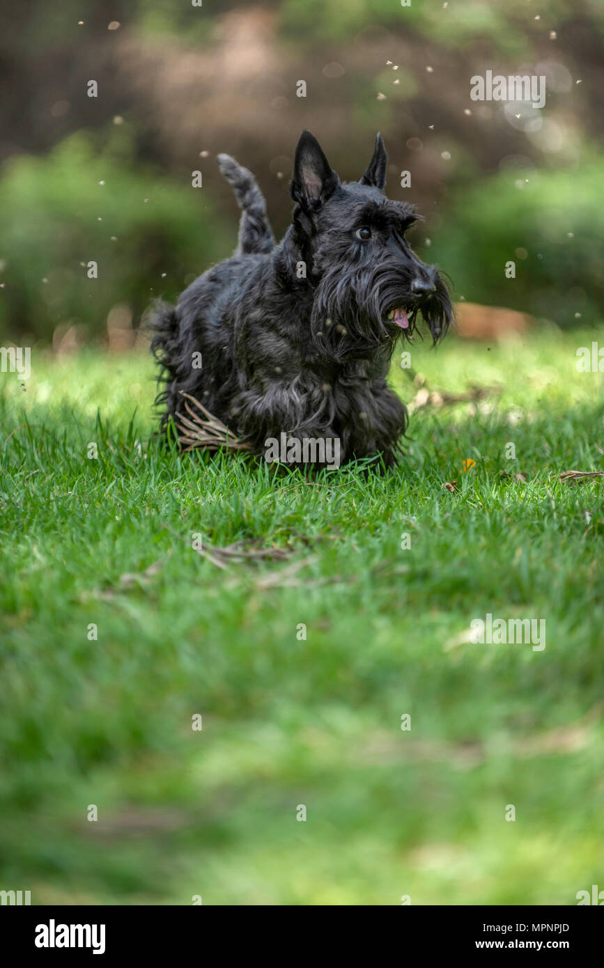 Active Scottish Terrier pedigree cane giocare all'aperto su erba verde Foto Stock