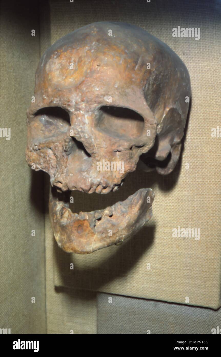 Cranio Cromagnon Paleolitico superiore dalla Francia, c50,000BC-c10,000 BC. Artista: sconosciuto. Foto Stock