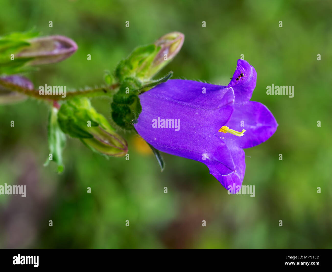 Primavera la natura particolare. Ant su campanula di fiori selvatici. Foto Stock