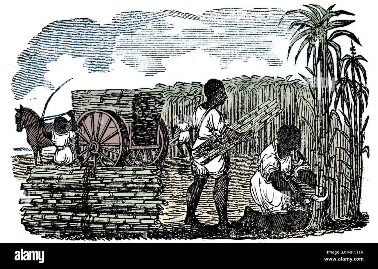 Gli schiavi di raccolta della canna da zucchero in Louisiana, 1833. Artista: sconosciuto. Foto Stock