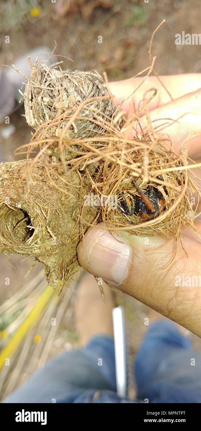 Adulto rosso curculione palm (Rhynchophorus ferrugineus) una specie di muso beetle noto anche come asiatici curculione palm o sago palm curculione. Curculione larve ca Foto Stock
