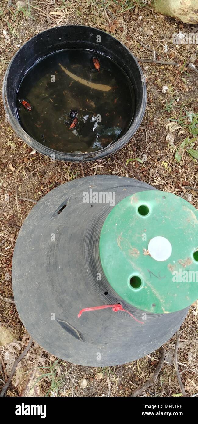 Adulto rosso curculione palm (Rhynchophorus ferrugineus) in una trappola. Una specie di muso beetle noto anche come asiatici curculione palm o sago palm curculione. Weevi Foto Stock