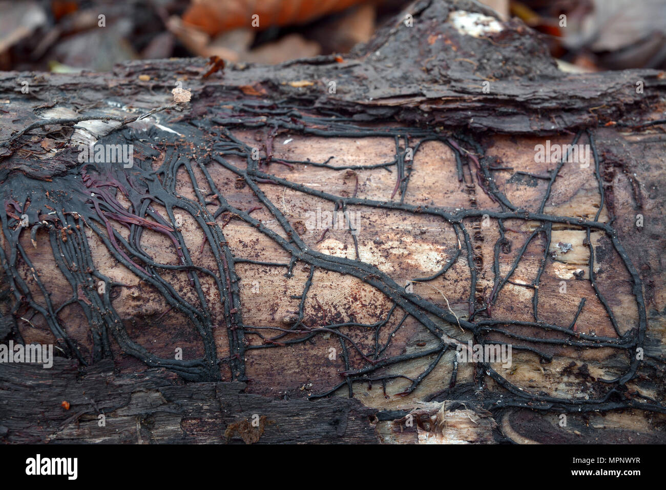 Fungo armillaria root rot rete su legno Foto Stock