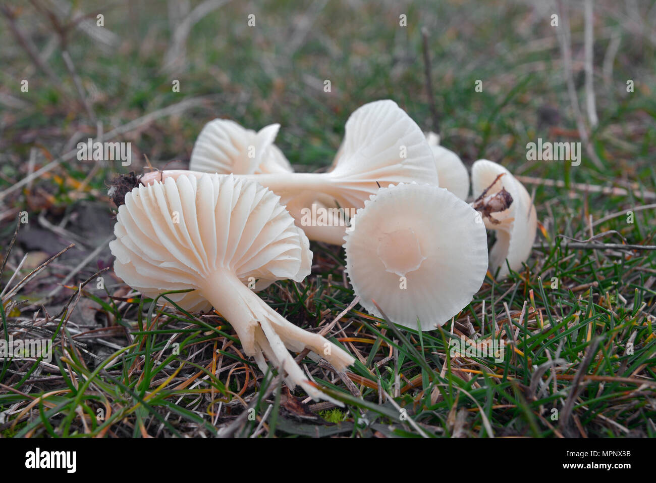 Cuphophyllus virgineus funghi, noto come waxcap nevoso Foto Stock