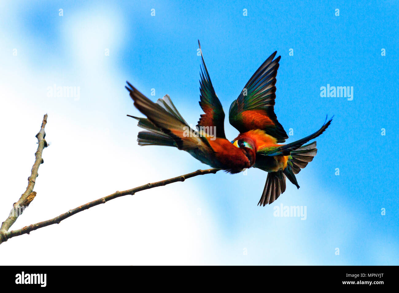 Lotta di uccelli colorati sul ramo Foto Stock