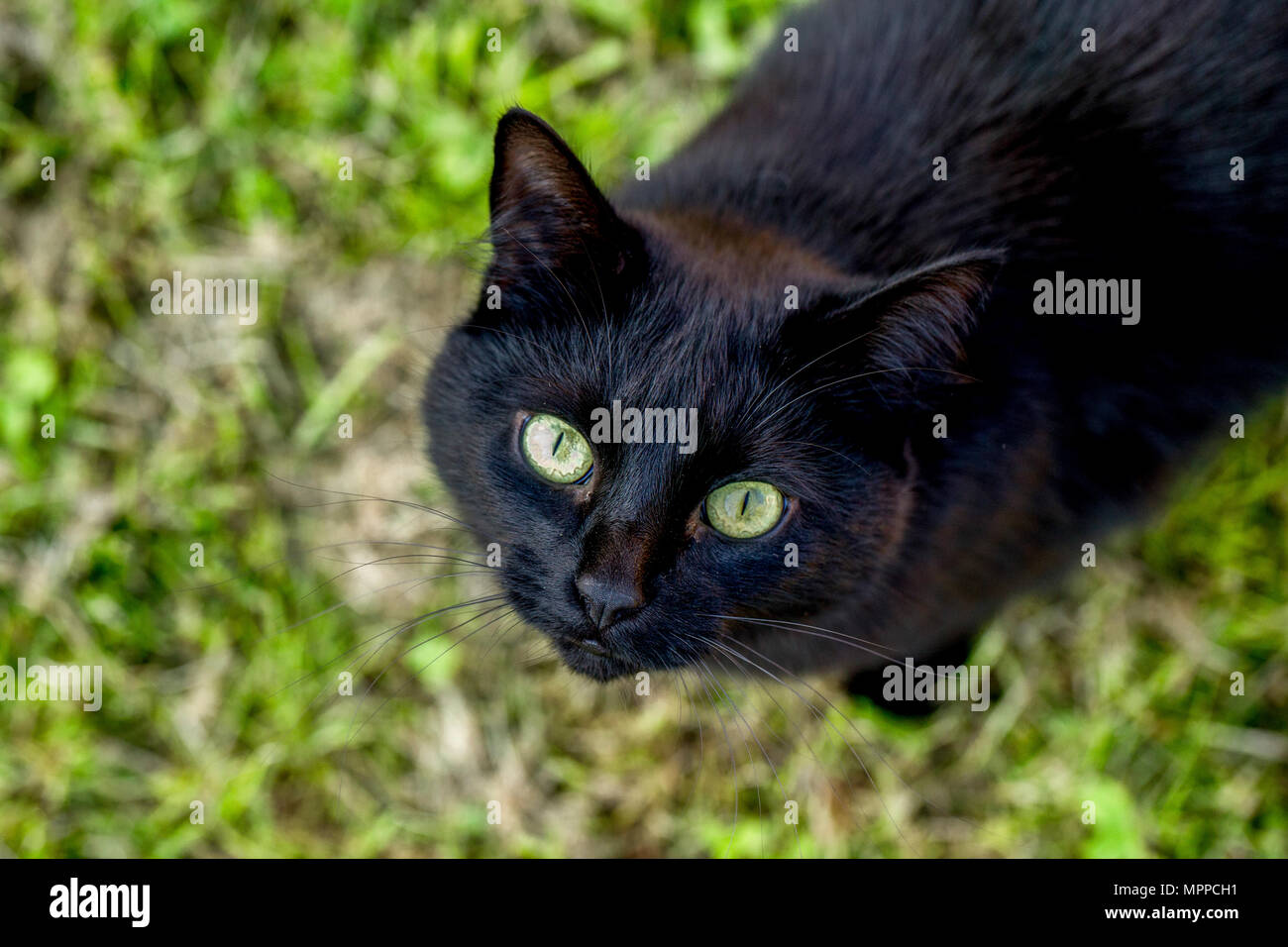 Ritratto di gatto nero su un prato Foto Stock