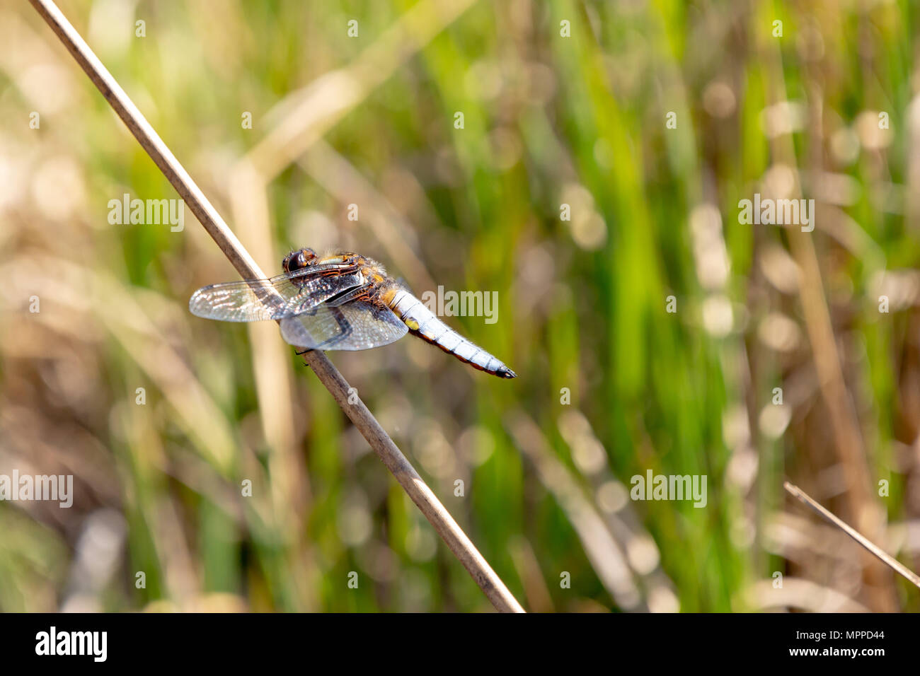 Lato in vista di un ampio corposo chaser dragonfly sbarcati su erba alta a sinistra del centro. Foto Stock